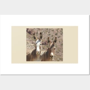 Wild Burros, donkeys, wildlife, Arizona Babes Posters and Art